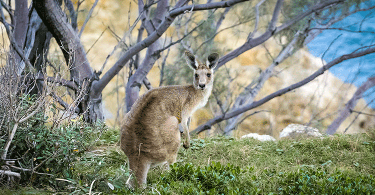 Open Season on Australian Wildlife image