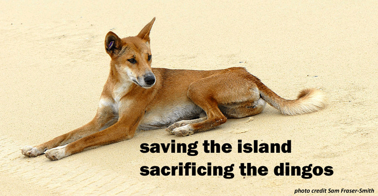 Eradicate the Goats, then Poison the Dingoes image