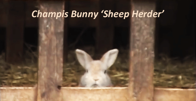 Champis the Herding Rabbit image