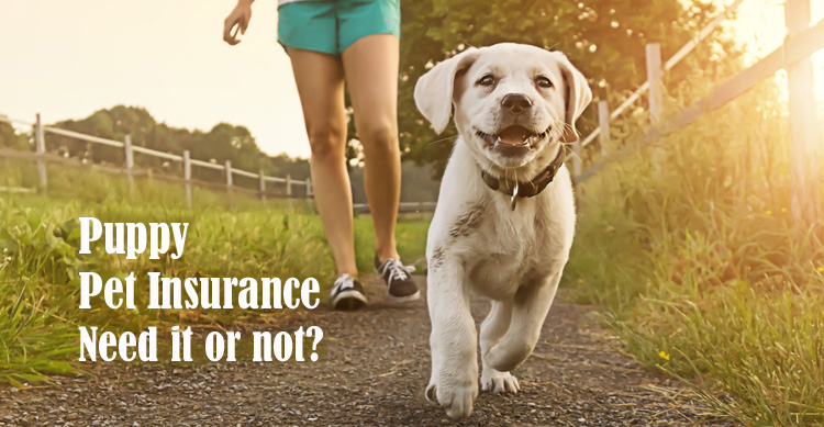 Do You Need Pet Insurance for Puppies? image