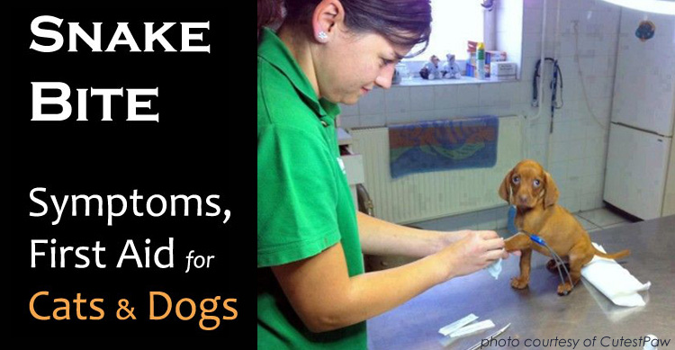 Dogs, Cats and Snakebite image