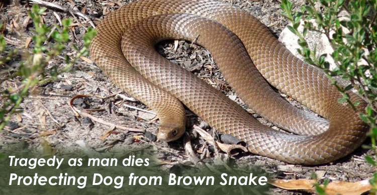 Man dies of snake bite after defending his dog  image