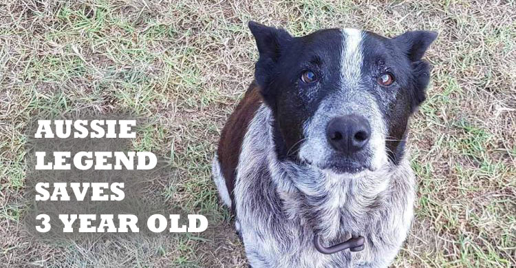 Max the Aussie Cattle Dog saves three year old girl image