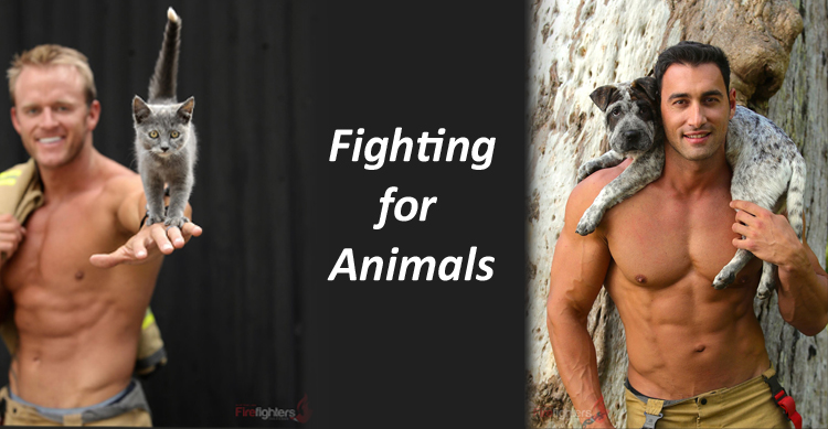 Australian Firefighter Calendar - fundraising for Animals image