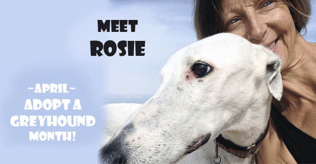  April is 'Adopt a greyhound month' image