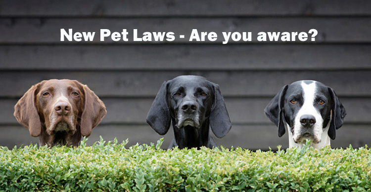 New Laws for Selling and Rehoming Pets  image