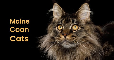 Maine Coon Cat Breed Information and Photos