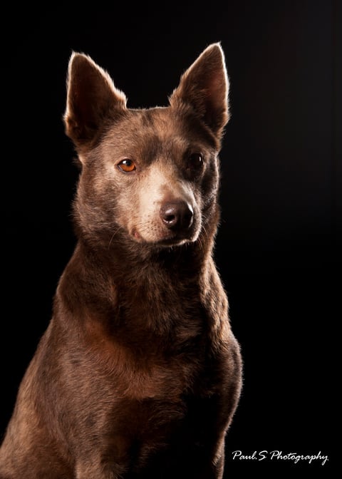 Callicoma Australian Kelpie - Colour eg. Fawn