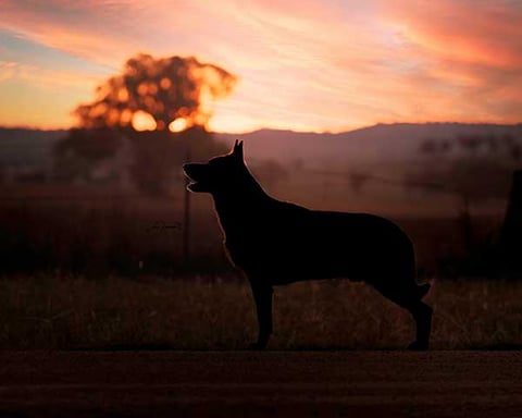 Tagoura Australian Kelpie