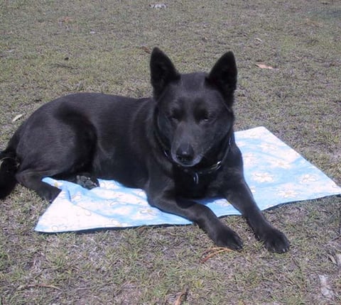 Callicoma Australian Kelpie - Colour eg. Blue