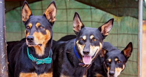 Pilbara Working Dogs