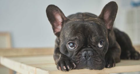 French Bulldog Pup