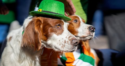 Irish Red and White Setters - St Patrick's Day