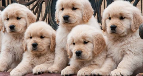 Golden Retriever Puppies