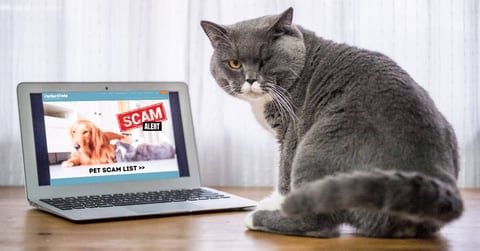 Fighting Pet Scams: Perfect Pets Scam List 