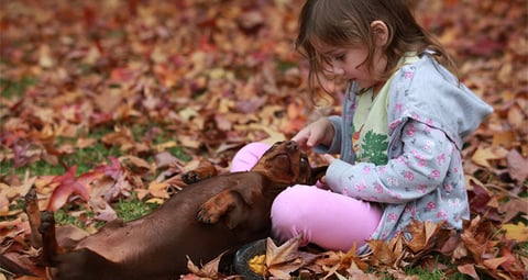 SDMD in Dachshunds