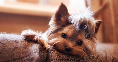 Australian Silky Terrier Puppy - Perfect Pets