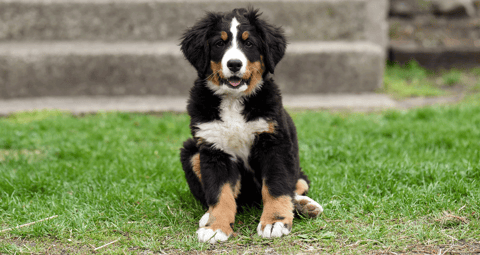 Preventing Common Puppy Behaviour Problems