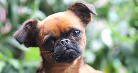  Ballilol Griffon Bruxellois Puppy 