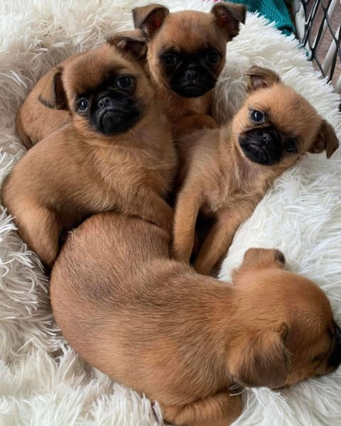  Ballilol Griffon Bruxellois Puppies