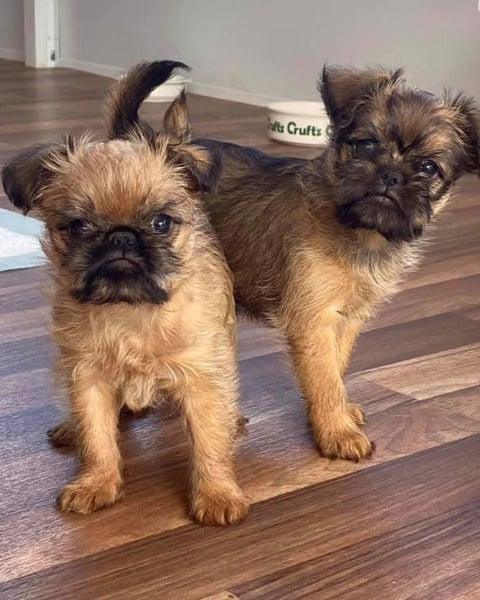  Ballilol Griffon Bruxellois Puppies