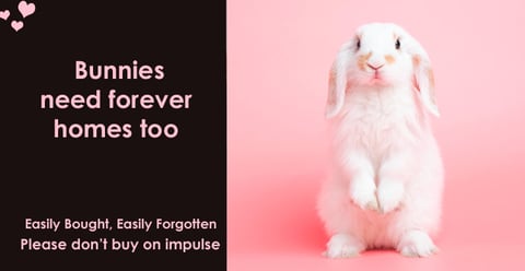 Are rabbits good pets?