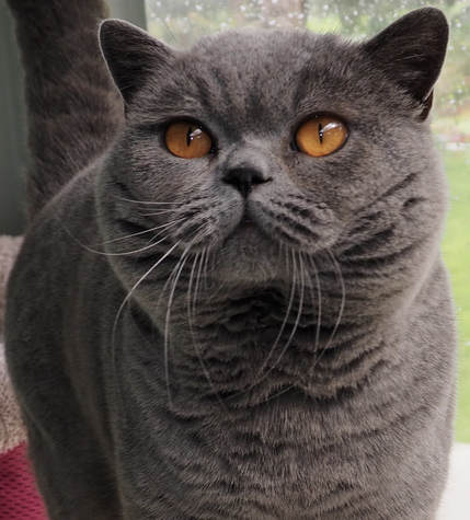 Britz British Shorthair