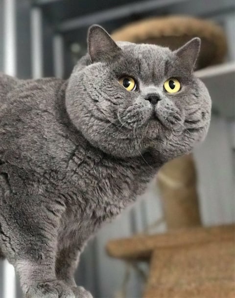 Oaks Ambition British Shorthair