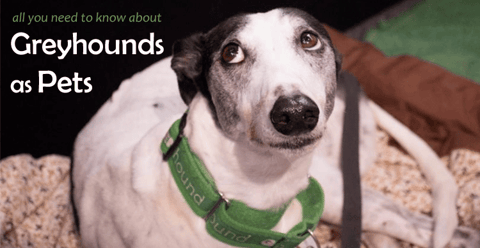 Greyhounds as Pets