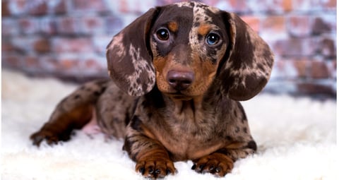 Double Dapple Dachshund Puppy