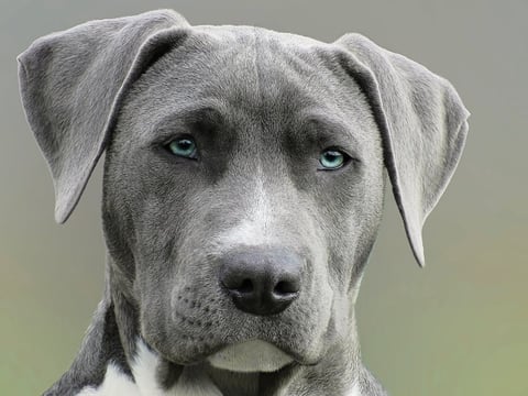 Weimaraner