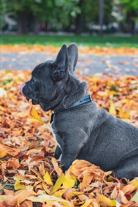 Blue French Bulldog Puppy