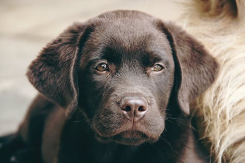 Chocolate lab puppy