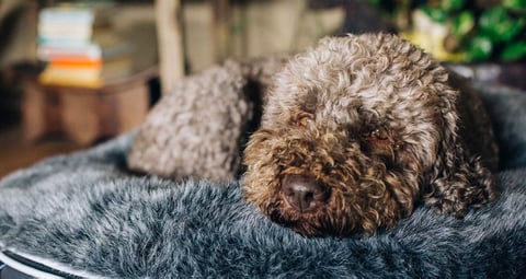 Ambient Luxury Dog Bed