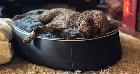 Ambient Luxury Dog Bed