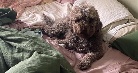 Lagotto Romagnolo