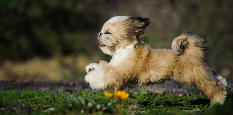 Shih Tzu