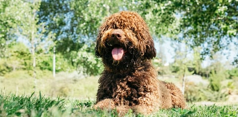 Spanish Water Dog