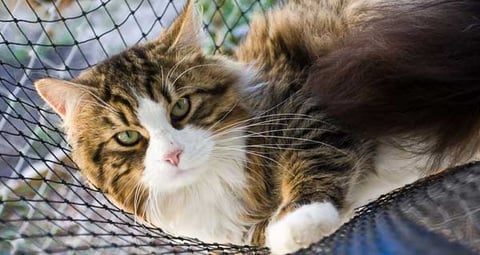 Adult Siberian Cat