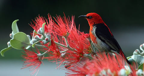 Scarlet Honeyeater - Credit : Pixabay